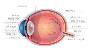 Cấu tạo của mắt gồm rất nhiều bộ phận khác nhau 