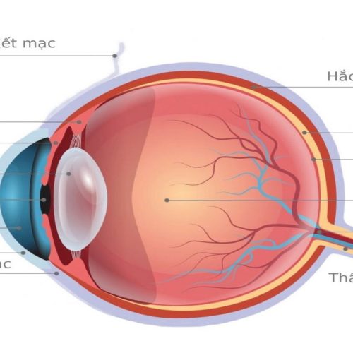 Cấu tạo mắt của người ? Tìm hiểu về cơ chế hoạt động của mắt